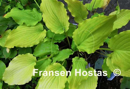 Hosta Chris' Yellow Ruffles